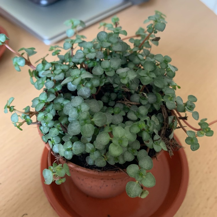 Plant image Pilea glauca 'Aquamarine'