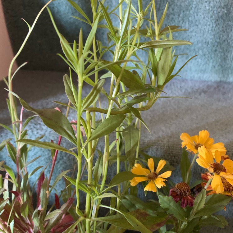 plant image 1523682
