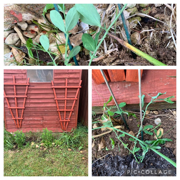 plant image 1525233