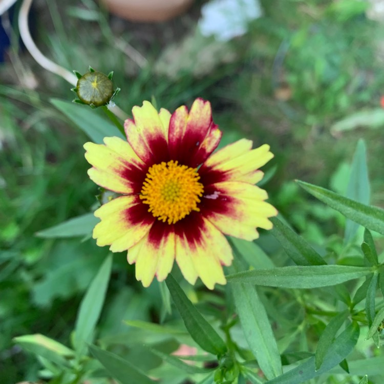 Plant image Coreopsis 'Big Bang™ Redshift'