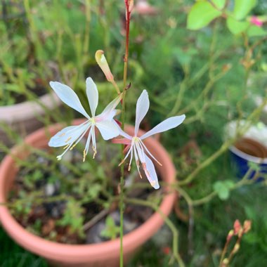 Oenothera lindheimeri  syn. Gaura lindheimeri