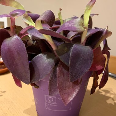 Tradescantia pallida 'Purpurea' syn. Tradescantia pallida 'Purple Heart'