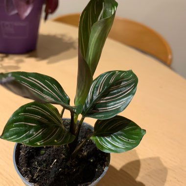Calathea Ornata syn. Calathea Ornata 'Sanderiana' syn. Goeppertia majestica 'Sanderiana'