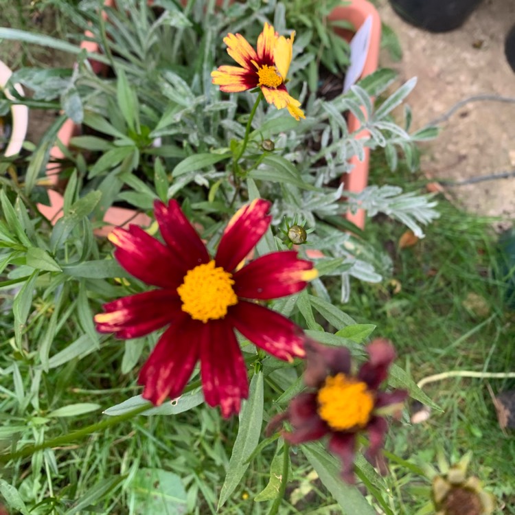 plant image 1548260