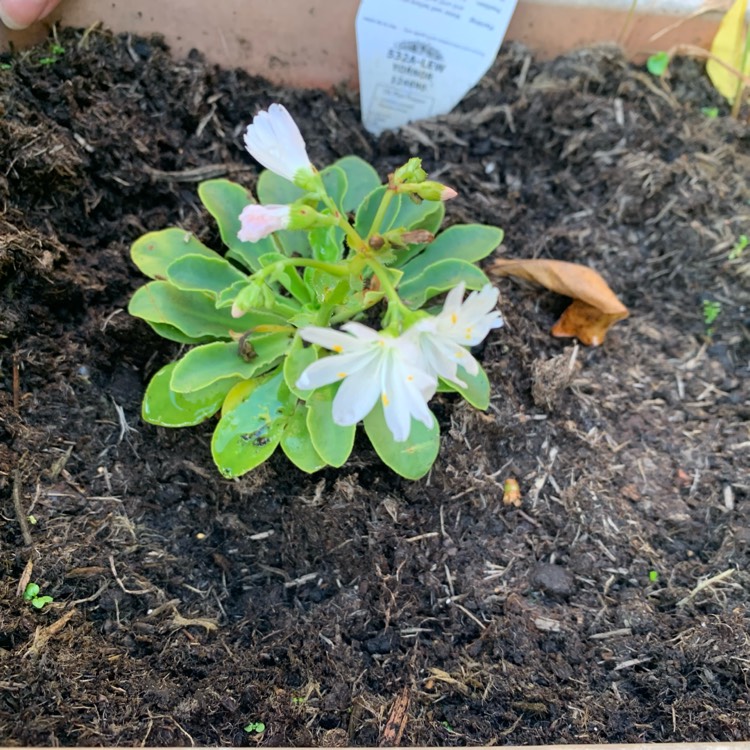 plant image 1548264