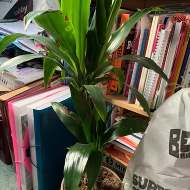 Dracaena 