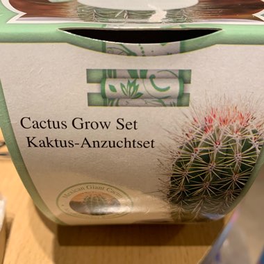 Pachycereus pringlei