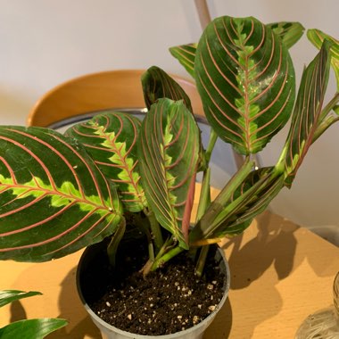 Maranta leuconeura 'Fascinator Tricolour'