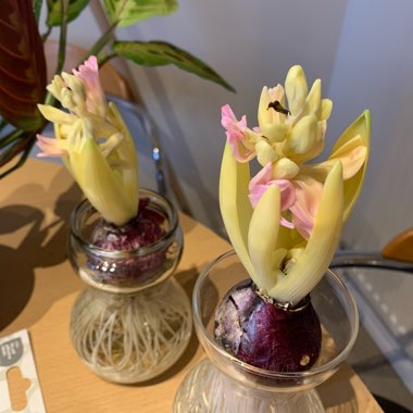 Hyacinthus orientalis 'Pink Pearl'