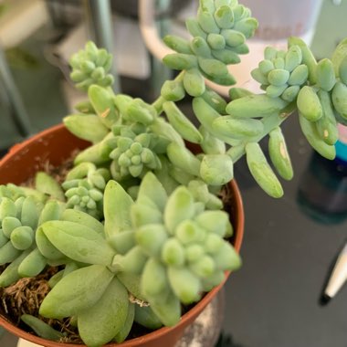 Sedum Morganianum