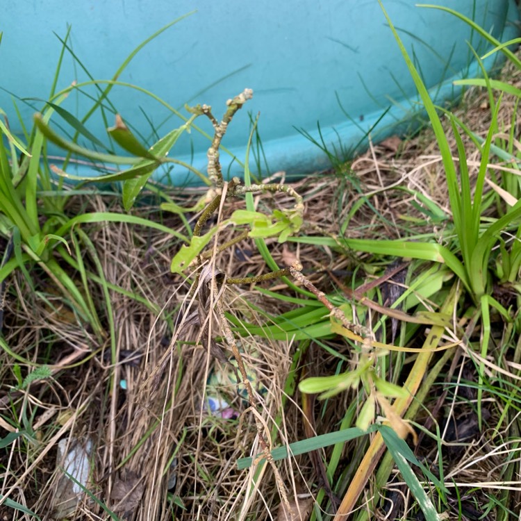plant image 1567037 plant image 1567037