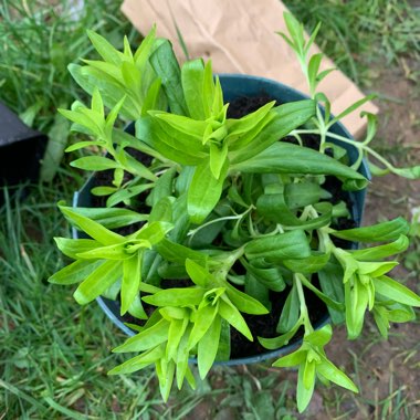 Dianthus barbatus 'Dash' (Mix)