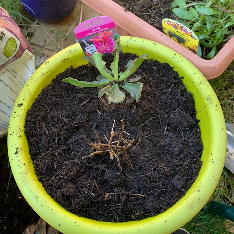 plant image 1568628