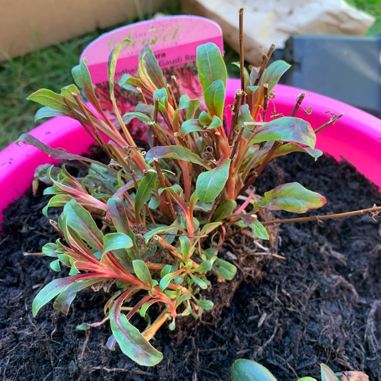 Plant image Oenothera lindheimeri 'Florgaured' syn. Oenothera lindheimeri 'Gaudi Red', Gaura lindheimeri 'Gaudi Red'