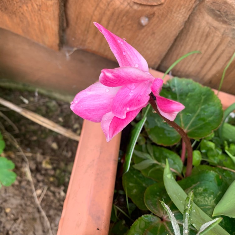 plant image 1581518 plant image 1581518