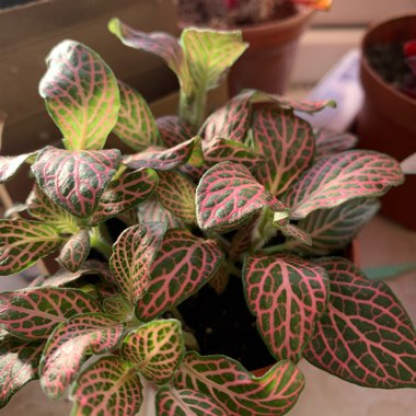 Fittonia ‘Mistral'