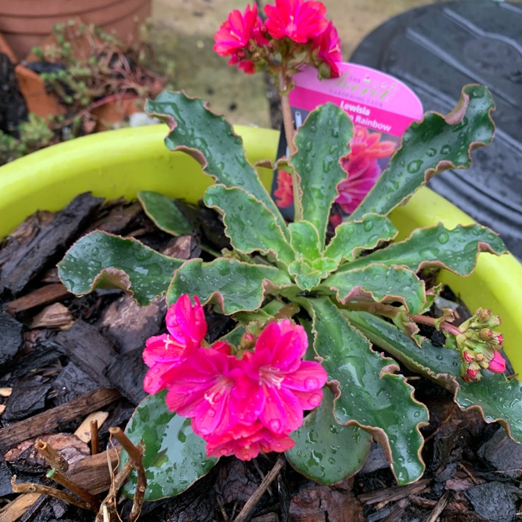 plant image 1588281