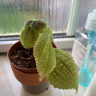 Pilea mollis 'Moon Valley'