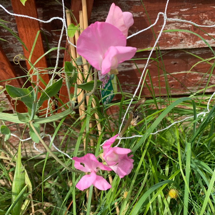 plant image 1591106