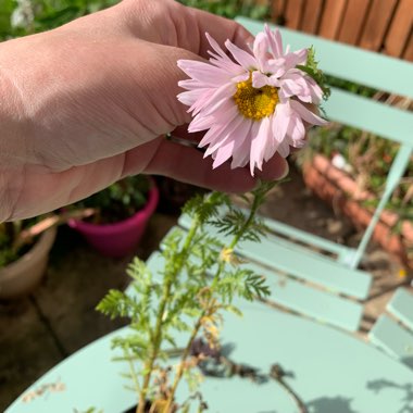 Tanacetum Robinson's Rose