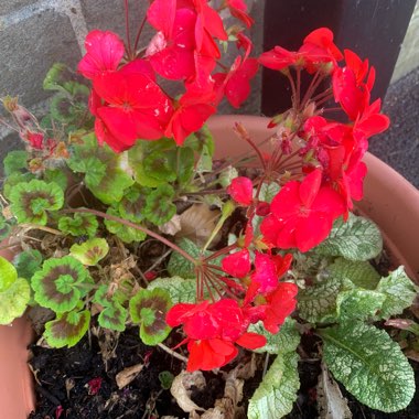 Pelargonium