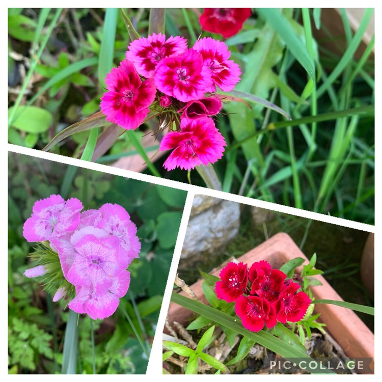 plant image 1601510