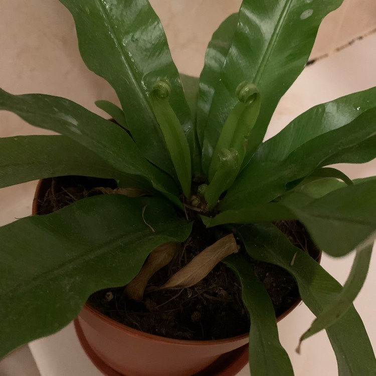 plant image 1605743