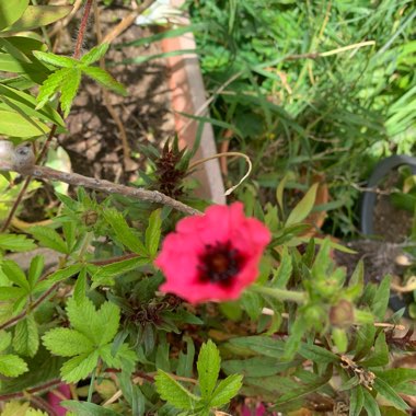 Potentilla nepalensis 'Miss Willmott'