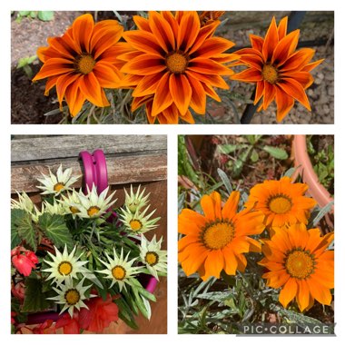 Gazania 'Frosty Kiss'