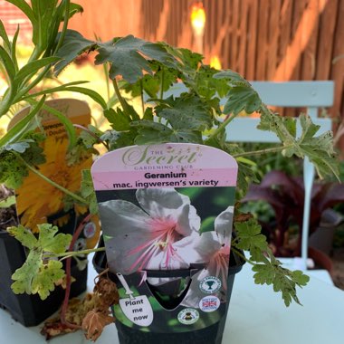 Geranium macrorrhizum 'Ingwersen's Variety'