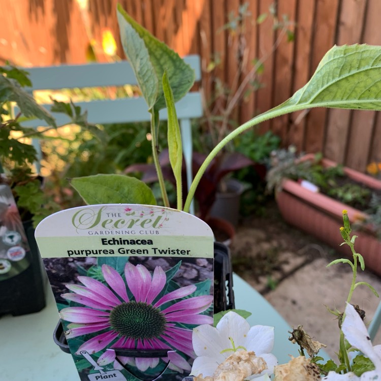Plant image Echinacea purpurea 'Green Twister'