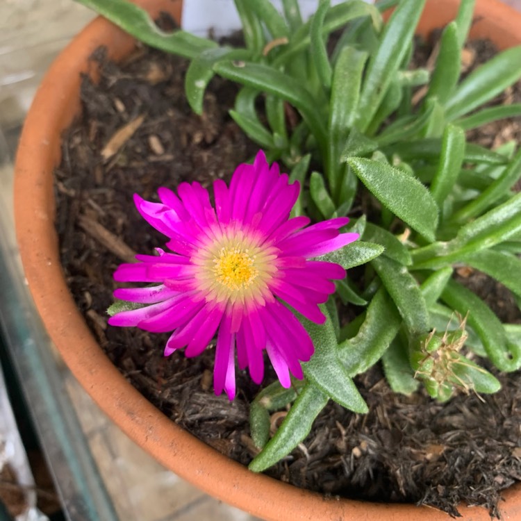 Plant image Delosperma sutherlandii
