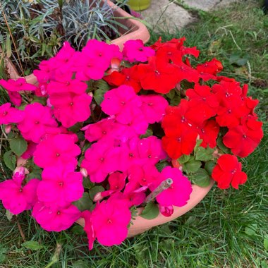 Impatiens walleriana