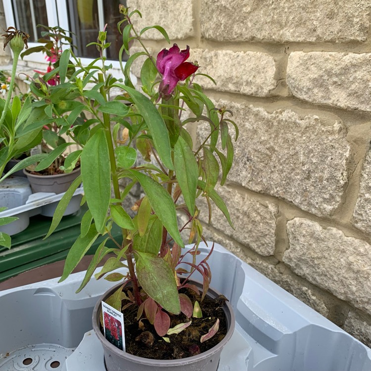 plant image 1622837