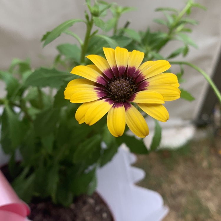 Plant image Osteospermum ecklonis 'Blue Eyed Beauty'