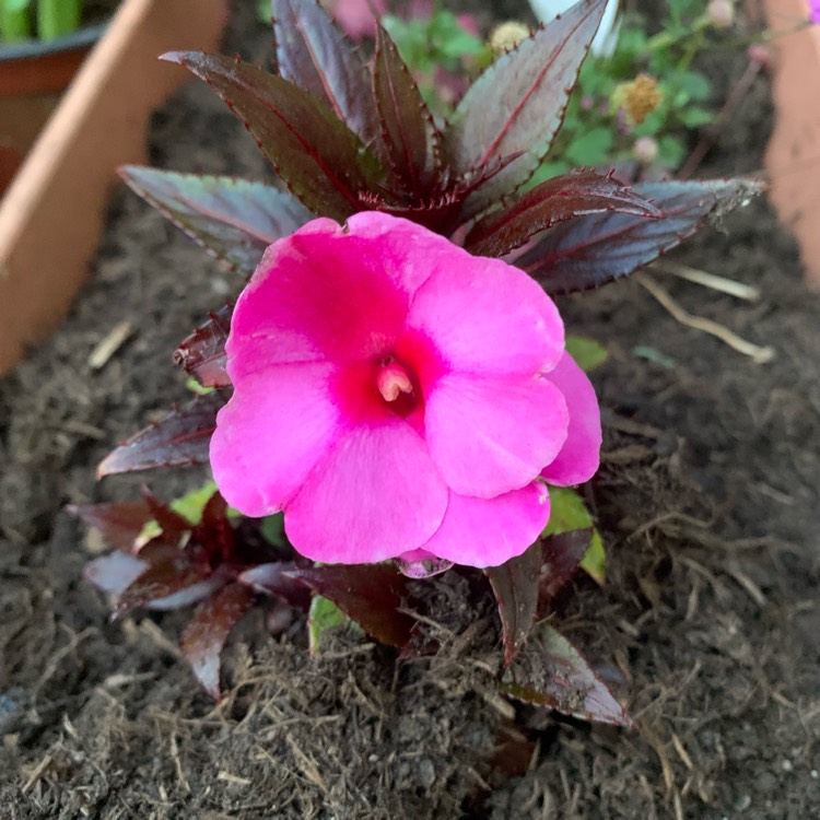 Plant image Impatiens walleriana