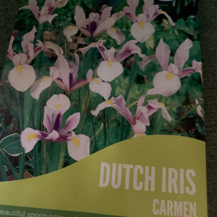 plant image 1624032