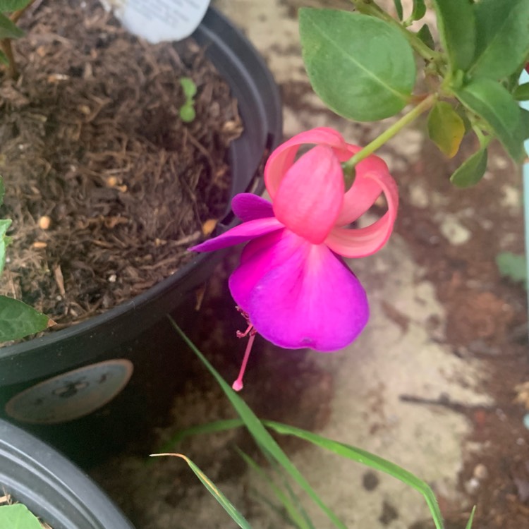 plant image 1628729