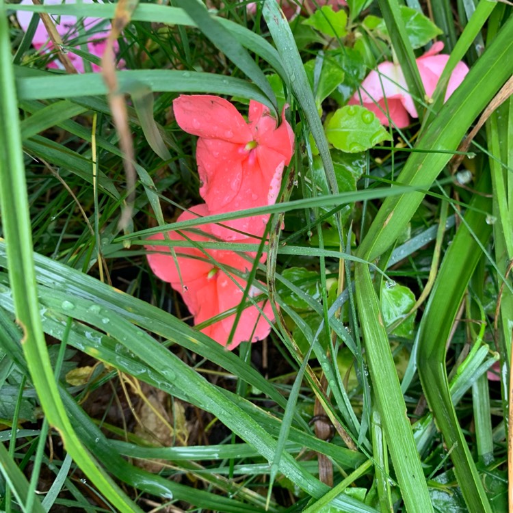plant image 1634508