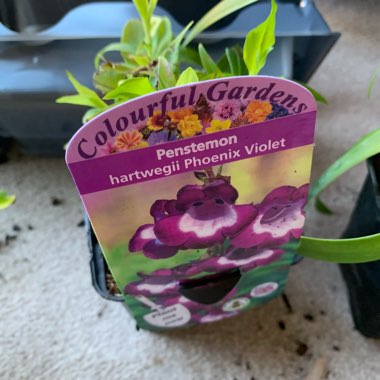 Penstemon 'Phoenix Violet'