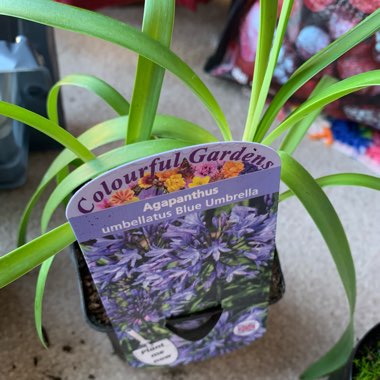 Agapanthus 'Blue Umbrella'