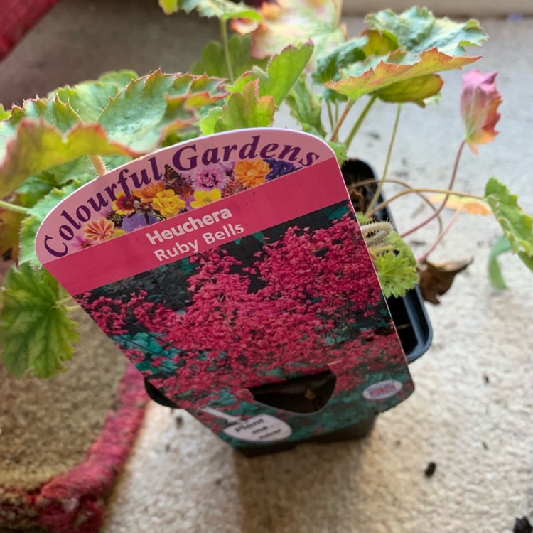Plant image Heuchera sanguinea 'Ruby Bells'