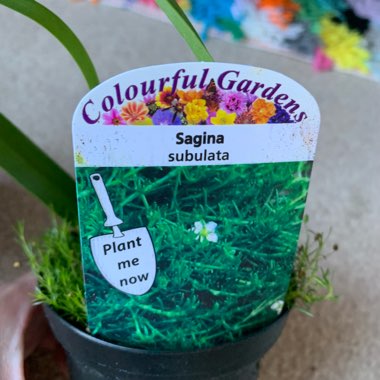 Sagina subulata 'Crispy'