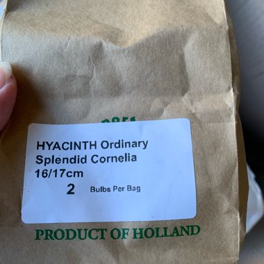 Hyacinthus orientalis 'Splendid Cornelia'