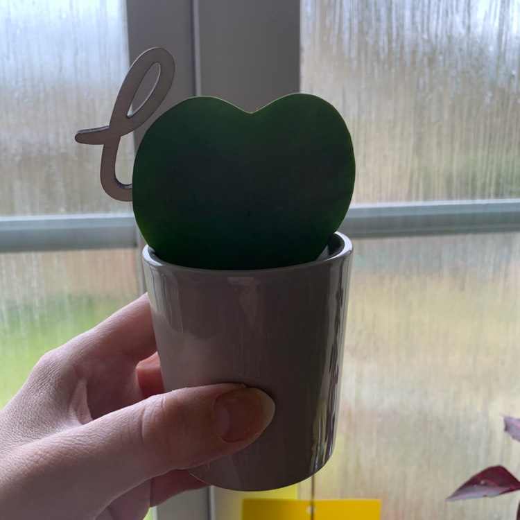 plant image 1647228