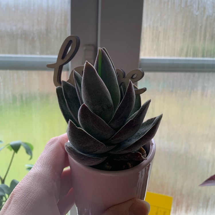 Plant image Crassula Garnet Lotus