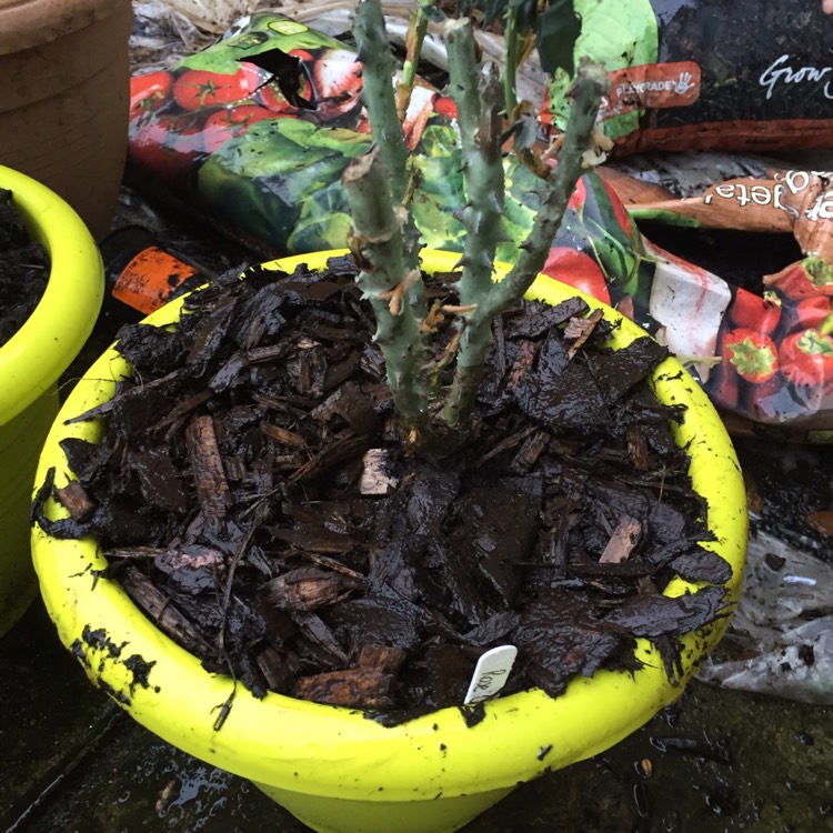 plant image 630916