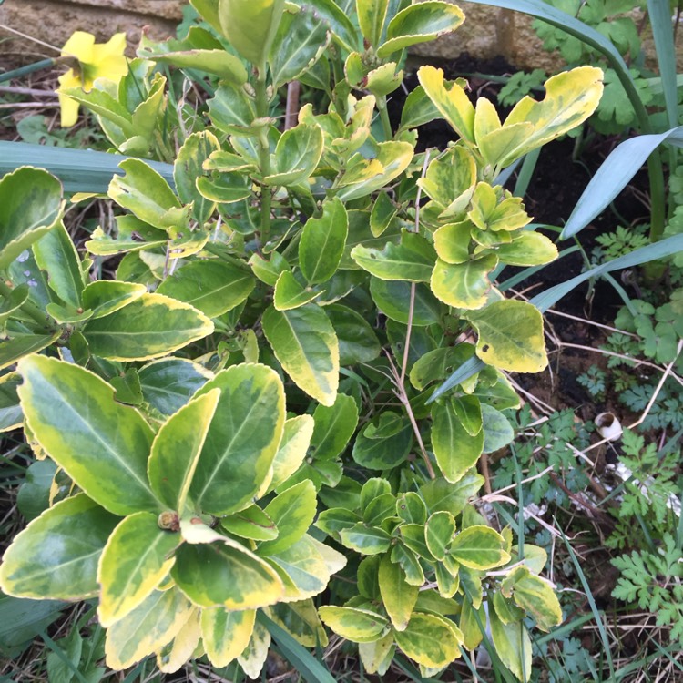 plant image 650608 plant image 650608