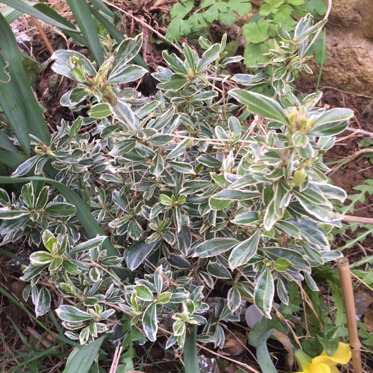 plant image 650613