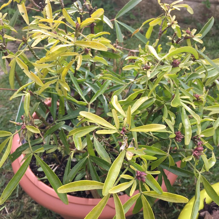 plant image 650614 plant image 650614